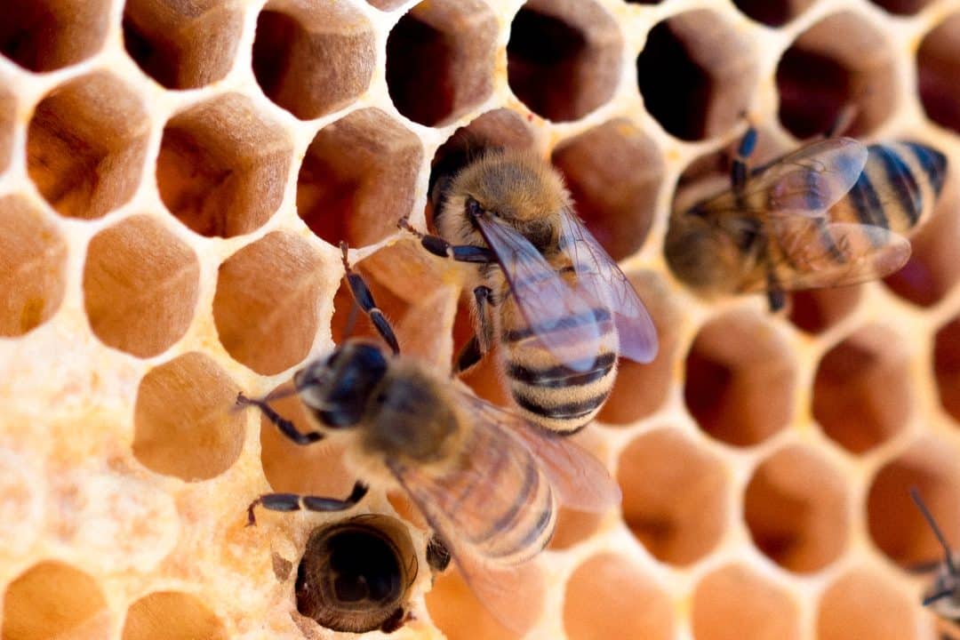 wat is bijenwas